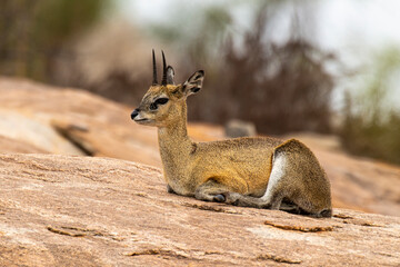 Oréotrague, klipspringer, Oreotragus oreotragus
