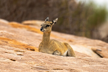Oréotrague, klipspringer, Oreotragus oreotragus