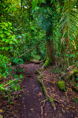 Old green tree, with big roots in the jungle. Arenal Volcano National Park. Costa Rica, Central America.