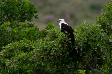 Pygargue vocifère, .Haliaeetus vocifer , African Fish Eagle, Parc national Kruger, Afrique du Sud