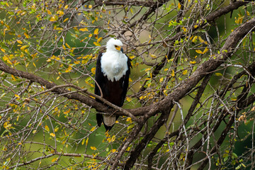 Pygargue vocifère, .Haliaeetus vocifer , African Fish Eagle, Parc national Kruger, Afrique du Sud