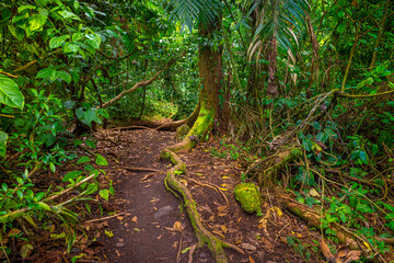 Old green tree, with big roots in the jungle. Arenal Volcano National Park. Costa Rica, Central America.