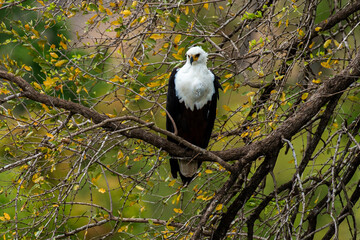 Pygargue vocifère, .Haliaeetus vocifer , African Fish Eagle, Parc national Kruger, Afrique du Sud