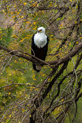 Pygargue vocifère, .Haliaeetus vocifer , African Fish Eagle, Parc national Kruger, Afrique du Sud