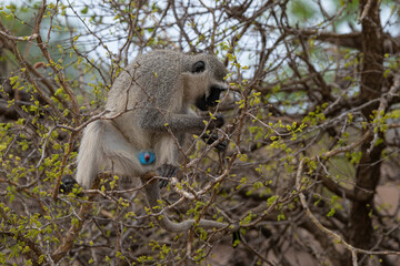 Vervet, singe, Chlorocebus pygerythrus