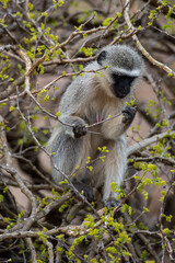 Vervet, singe, Chlorocebus pygerythrus
