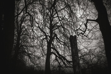 Bare Winter Tree Branches Black and White