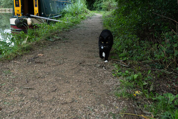 Naklejka na ściany i meble Black and white cat on path next to narrow boat