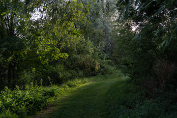 Sunlit grassy path at dusk
