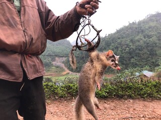 poacher carrying his .still alive prey and a trap, Vietnam, Cao Bang