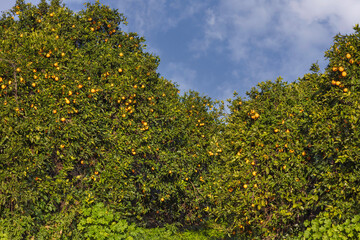 Fototapeta premium Orchard with orange trees with ripe fruits on the branches agains blue sky