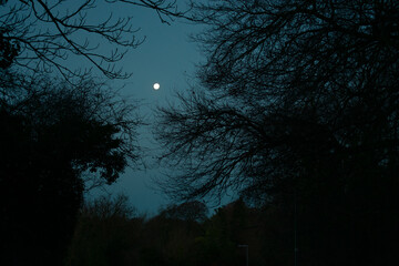 Bare Winter Trees in Countryside, Ireland