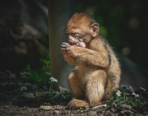 Kleiner Berberaffe beim Genießen
