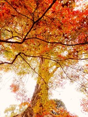 紅葉