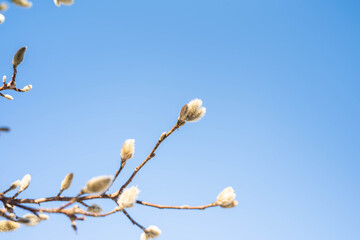 コブシの花芽と青空