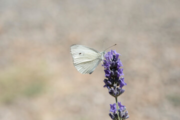 Farfalle nei fiori