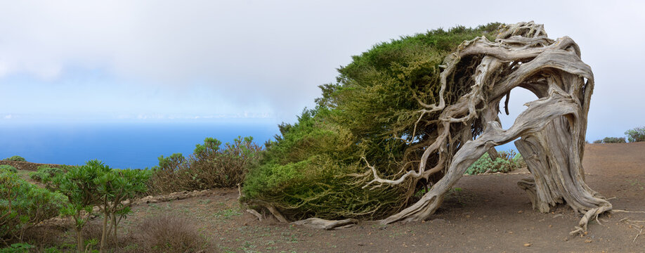 El Hierro, Kanarische Inseln - der ber&uuml;hmte Sabina Wacholderbaum, Natursymbol und Wahrzeichen der Insel