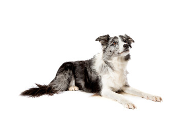 border collie dog