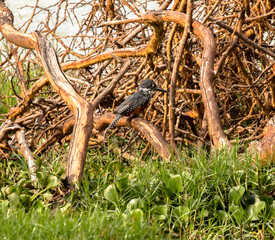 giant king fisher sitting on branch