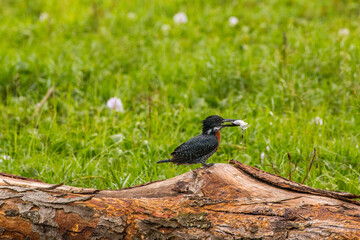 giant kingfisher with caught fish in its peak