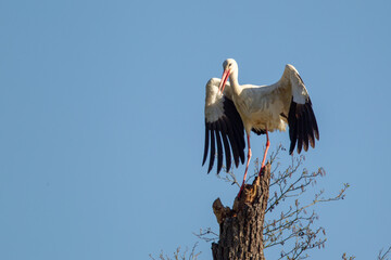 White Stork (Ciconia ciconia) sitting on the trunk of a dead tree in the nature reserve Moenchbruch near Frankfurt, Germany.