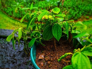 pepper plants exposed to rainwater