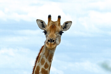 Head of giraffe with blue sky
