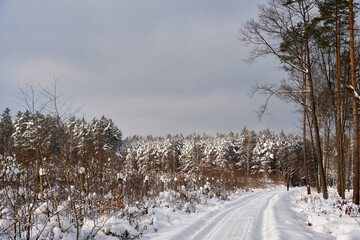 Winter forest in the snow.  