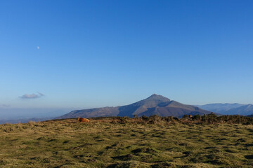 Vache sauvage basque betizu, devant la Rhune, sur le sommet du Xoldokogaina, à Biriatou