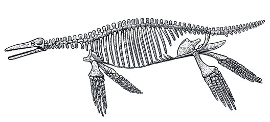 Ichthyosaurus skeleton, illustration, drawing, engraving, ink, line art, vector © jenesesimre