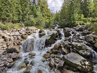 stream in the forest