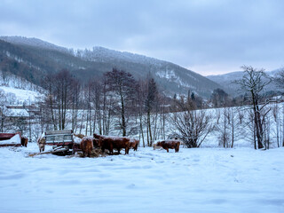 The cows genre Polish Red eating dinner. Owl Mountains. Poland.