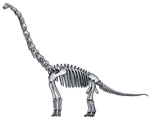 Brachiosaurus skeleton, illustration, drawing, engraving, ink, line art, vector © jenesesimre