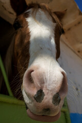 horse muzzle close-up view from bottom to top, soft focus.
