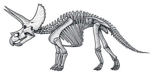 Triceratops skeleton, illustration, drawing, engraving, ink, line art, vector © jenesesimre