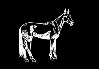 Vector hand-drawn horse isolated on black background,graphical engraved illustration