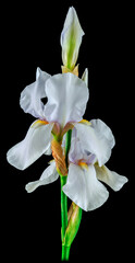 iris white stem green