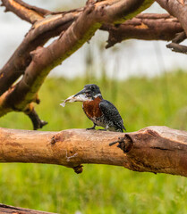 giant kingfisher with caught fish in its peak