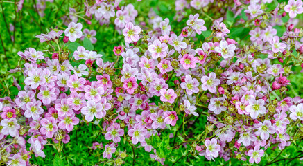 Obraz premium saxifrage as a desktop wallpaper