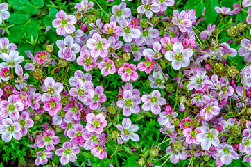 saxifrage petals purple contrast