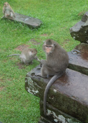 Monkeys at Angkor Wat Temple (Cambodia) on a rainy day