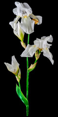iris white background isolated