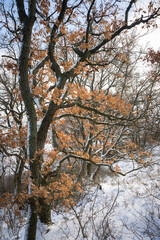 Snow in oak tree forest in Burgenland