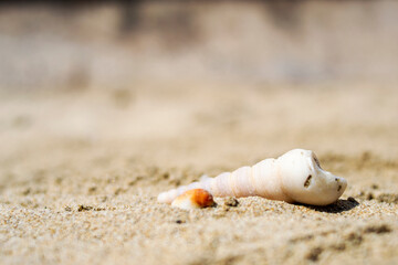 Obraz premium Seashells on the sand close-up. Tropical beach. Summer background. Copy space