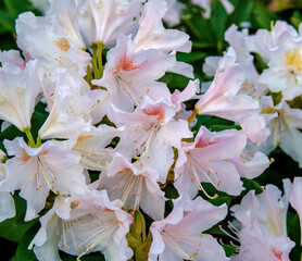 Rhododendron Bush with pink flowers