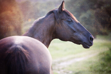 Fototapeta premium horse