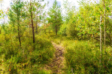 Fototapeta na wymiar swamp path pines sun