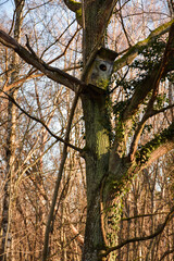 Big birds nesting box in a tree