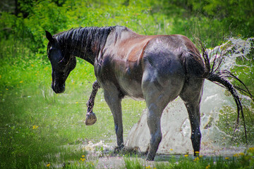 horse splash