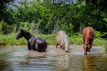 horse water